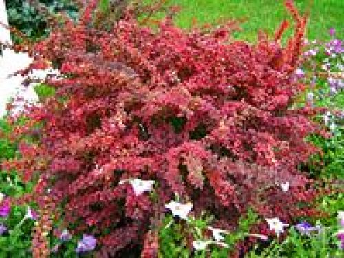 Как сделать клумбу цветущую от весны до осени. Клумбы, цветущие с ранней весны до поздней осени в закладки 91 27 Как сделать клумбу цветущую от весны до осени. Клумбы, цветущие с ранней весны до поздней осени в закладки 91 27