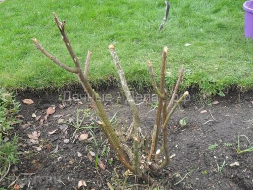 Уход за плетистой розой осенью. Уход за плетистой розой в первый год посадки 04