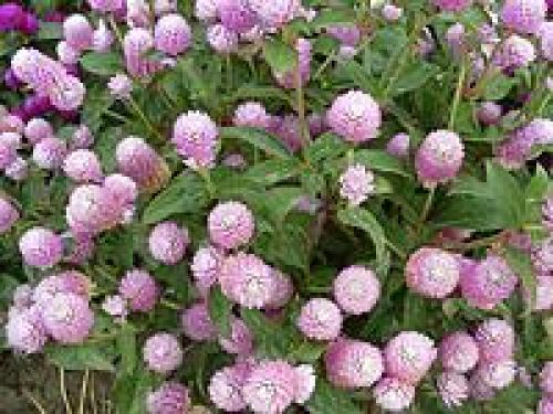 Как сделать клумбу цветущую от весны до осени. Клумбы, цветущие с ранней весны до поздней осени в закладки 91 34