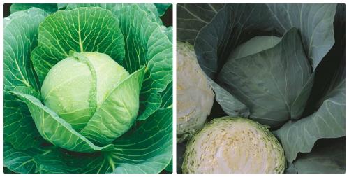 Капуста краснокочанная победа. Сорта белокочанной капусты, которые не разочаруют