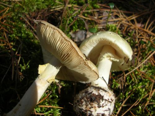 Бледная поганка —, как распознать, отличия от съедобных грибов, признаки отравления (77 фото + видео)