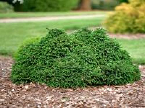 Как сделать клумбу цветущую от весны до осени. Клумбы, цветущие с ранней весны до поздней осени в закладки 91 26