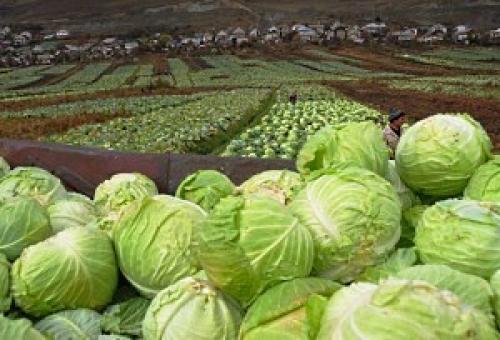 Лучшие сорта капусты для квашения в Украине. Сорта капусты (фото и названия) в Украине