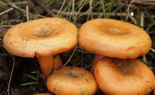 Ложные рыжики. Что мы знаем о рыжиках. Интересные факты об этих замечательных грибах.