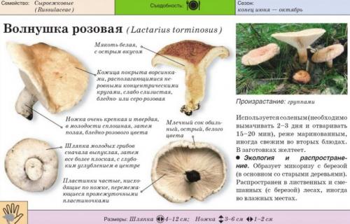 Чем отличается рыжик от волнушки. Описание и отличие ложных рыжиков от настоящих