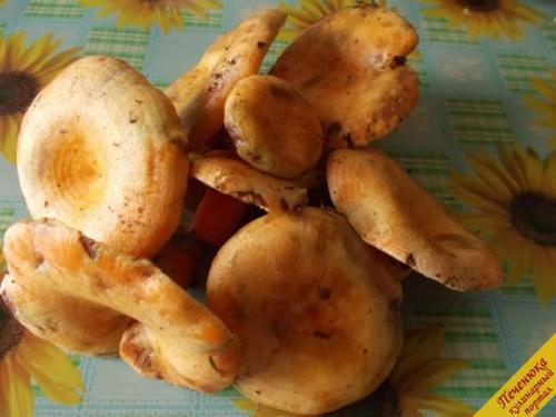 Как правильно приготовить рыжики грибы. Как совместить вкус и пользу 11