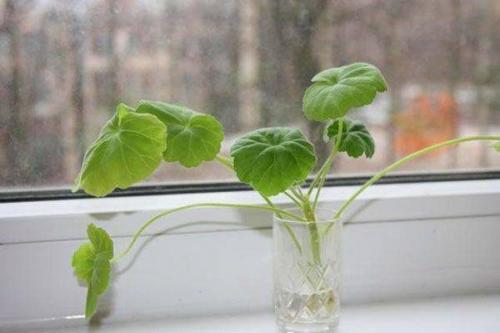 выращивание герани из черенков в домашних условиях. как вырастить герань 05