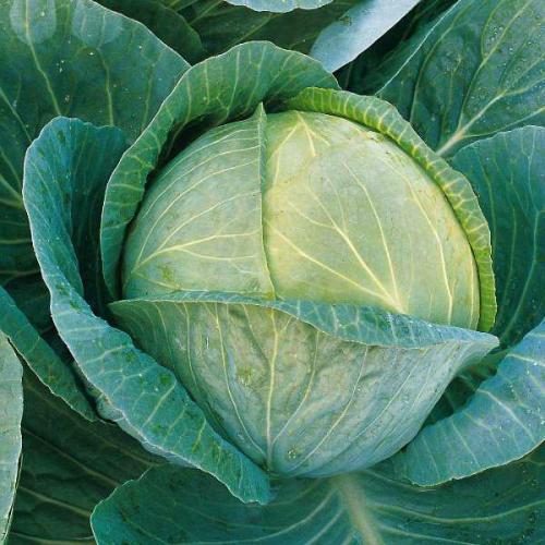 Капуста краснокочанная победа. Сорта белокочанной капусты, которые не разочаруют