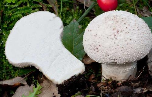 Можно ли есть дождевики. Разнообразие видов 03