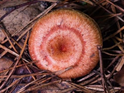 Рыжая волнушка. Несъедобные разновидности