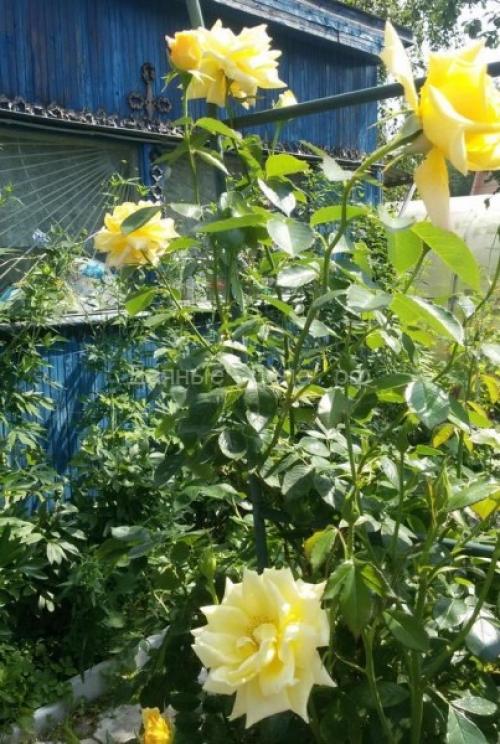 Уход за плетистой розой осенью. Уход за плетистой розой в первый год посадки 06