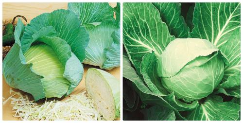 Капуста краснокочанная победа. Сорта белокочанной капусты, которые не разочаруют