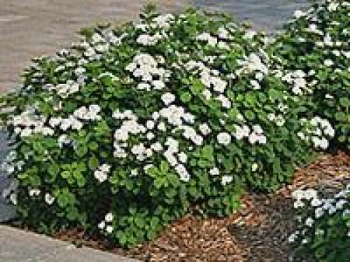 Как сделать клумбу цветущую от весны до осени. Клумбы, цветущие с ранней весны до поздней осени в закладки 91 28