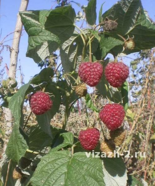 Посадка малины осенью удобрения. Чем я малину осенью подкармливаю: самая ценная шпаргалка + таблица норм внесения. И чем подкармливать нельзя