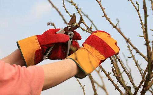 Укрытие роз на зиму спанбондом. Подготовка роз к зиме: особенности