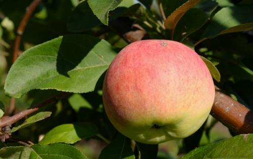 Яблони для Подмосковья устойчивые к парше. Летние сорта 10 Яблони для Подмосковья устойчивые к парше. Летние сорта 10