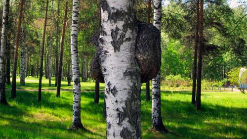 Чага польза. Гриб чага: свойства и состав