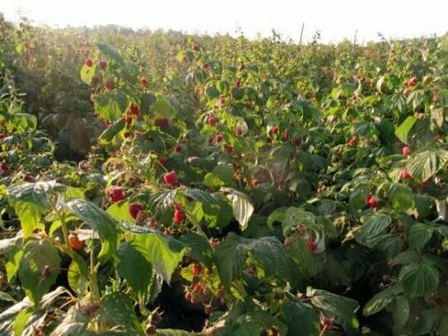 Посадка малины осенью удобрения. Чем я малину осенью подкармливаю: самая ценная шпаргалка + таблица норм внесения. И чем подкармливать нельзя