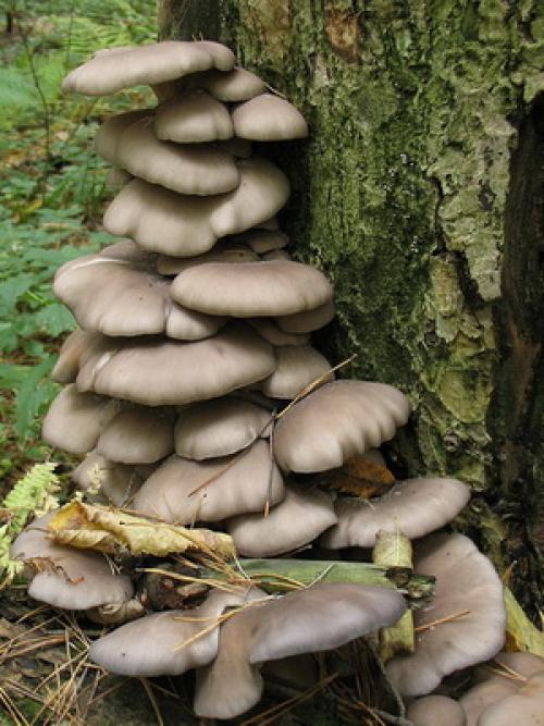 Сколько грибы растут по времени. Виды вешенок и какие грибы растут в лесу на земле