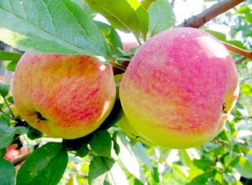 Яблони для Подмосковья устойчивые к парше. Летние сорта 13 Яблони для Подмосковья устойчивые к парше. Летние сорта 13