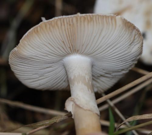 Бледная поганка —, как распознать, отличия от съедобных грибов, признаки отравления (77 фото + видео)