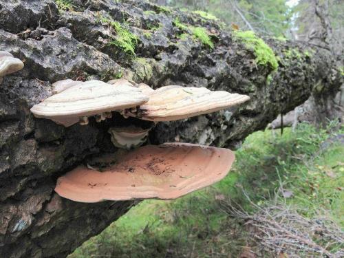 Съедобные грибы растущие на поваленных деревьях. Похожие рецепты http://xcook.info/recipe/sup-s-gribami-baranami.html