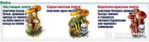 Через сколько дней после дождя растут грибы. Дневник грибника.Скорость роста грибов. 10