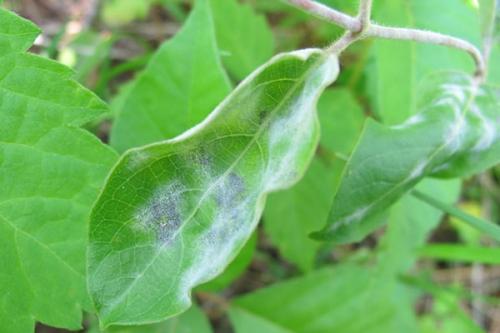 Чем опрыскивать жимолость осенью. Болезни жимолости: грибковые инфекции