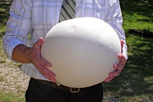 Гриб дождевик с картошкой. Дождевик жемчужный - вкусный гриб, лишённый внимания