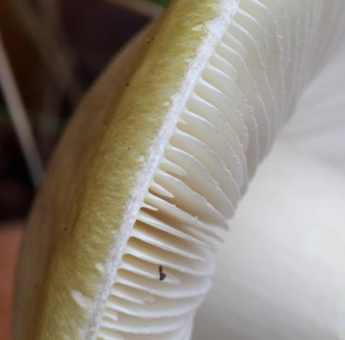 Бледная поганка —, как распознать, отличия от съедобных грибов, признаки отравления (77 фото + видео)