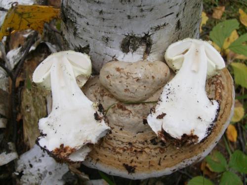 Бледная поганка —, как распознать, отличия от съедобных грибов, признаки отравления (77 фото + видео)