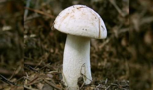 Ложный подосиновик. Ложные подосиновики: Подробное описание с Фото и Видео- Как отличить