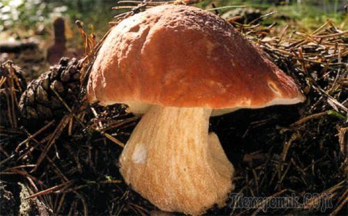 На какой день после дождя появляются грибы. Сколько дней растут грибы после ливневого дождя