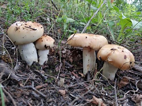 Через сколько дней после дождя растут грибы. Дневник грибника.Скорость роста грибов.