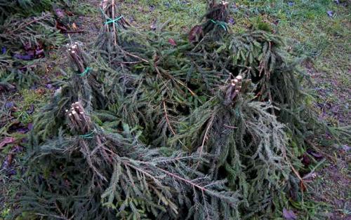 Как укрыть розы на зиму агроволокном. Как правильно укрыть розы на зиму: лучшие варианты для зимнего укрытия