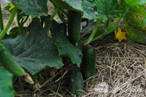 Pěstování okurek v srpnu ve skleníku: sazenice, metoda bez semen, výběr odrůd, pravidla péče