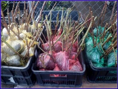 Посадка малины осенью в траншею. Выбор саженца и способы его хранения до посадки