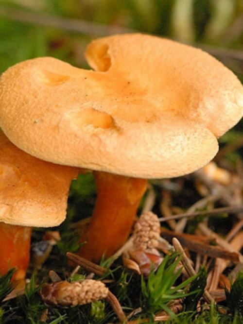 Как отличить рыжик от свинушки. Чем отличаются съедобные рыжики от ложных янтарных млечников (с фото)