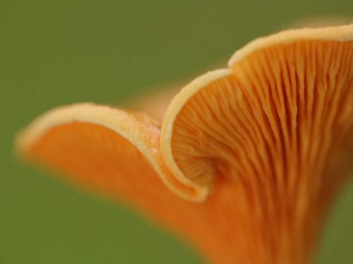 Рыжая волнушка. Несъедобные разновидности