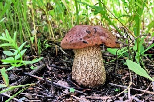 Как отличить белый гриб от подберезовика. Разновидности гриба и его произрастание