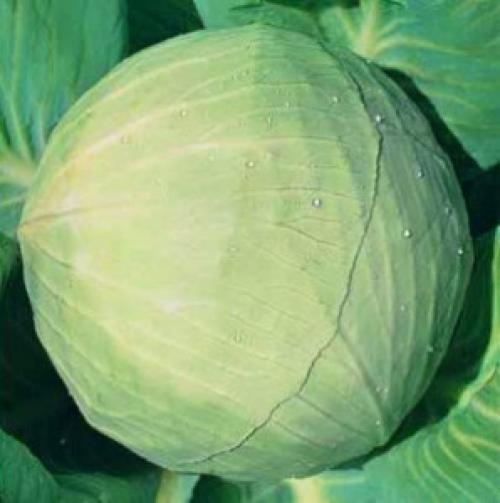 Лучшие сорта капусты для квашения в Украине. Сорта капусты (фото и названия) в Украине