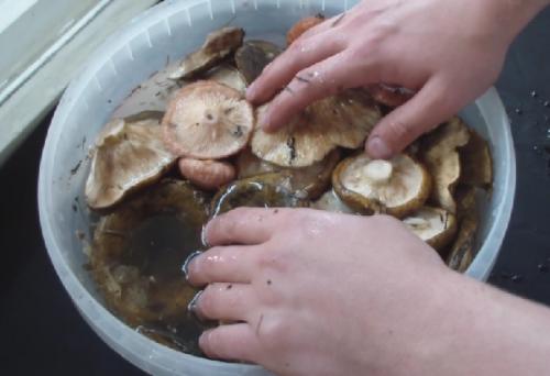 Как переделать соленые грузди. Как солить грузди на зиму, чтобы были хрустящими ароматными и вкусными