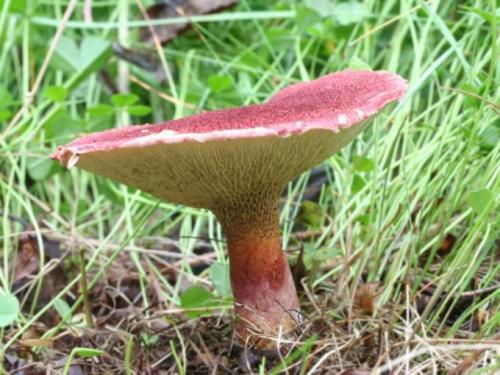 Ложные маслята: их отличие от съедобного гриба