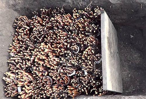 Как сохранить черенки винограда зимой в погребе. Подготовка к хранению