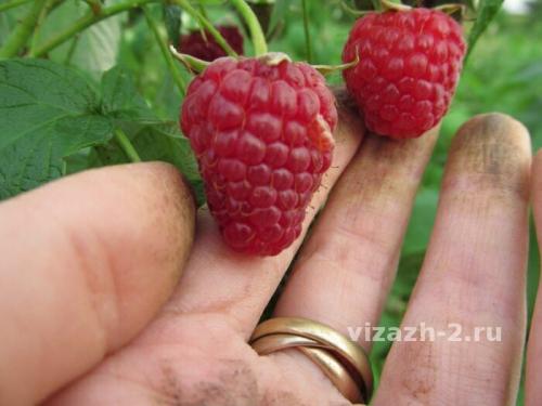 Посадка малины осенью удобрения. Чем я малину осенью подкармливаю: самая ценная шпаргалка + таблица норм внесения. И чем подкармливать нельзя