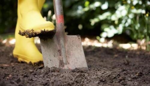 Как утеплять на зиму деревья. Утепление плодовых деревьев на зиму