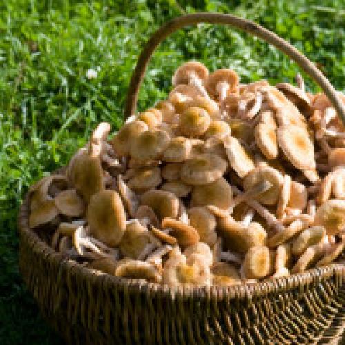 До какого времени растут опята. Как и когда нужно собирать опята