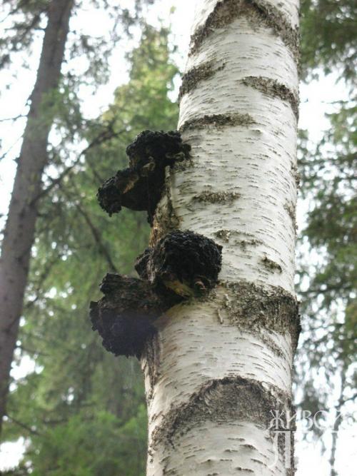 В лес за чагой. Сбор брёзовый чаги (гриб) за деньги