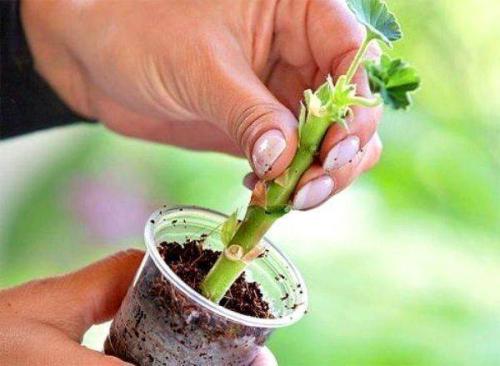 выращивание герани из черенков в домашних условиях. как вырастить герань 07