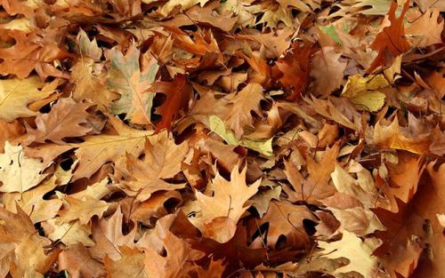 листья дуба осенью. фото и картинки листьев дуба